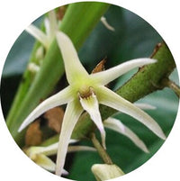 Eria Jarensis