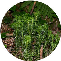 Huperzia Serrata