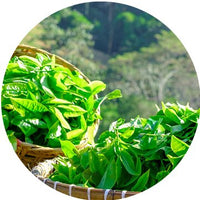 Kucha Tea Leaf (Dynamine™)