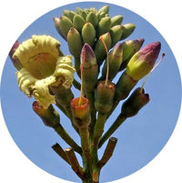 Oroxylum Indicum (Sabroxy)